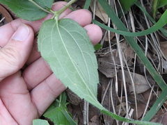 Lasianthaea podocephala