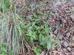 Lasianthaea podocephala