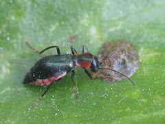 Cyrtosus cyanipennis