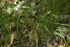 Carex lanceolata lanceolata