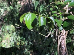 Strychnos psilosperma