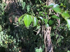 Strychnos psilosperma