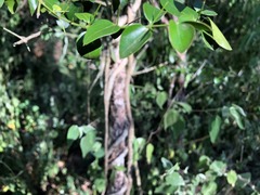 Strychnos psilosperma