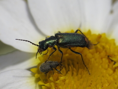 Malachius lusitanicus