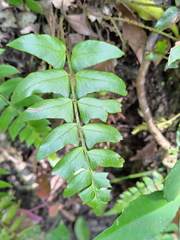 Polystichum lepidocaulon