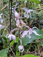 Calanthe arisanensis