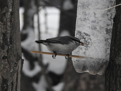 Sitta europaea asiatica