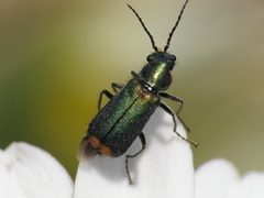 Malachius lusitanicus