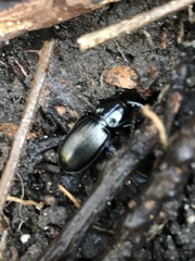 Pterostichus madidus