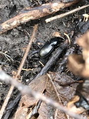 Pterostichus madidus