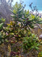 Morella kraussiana