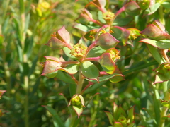 Euphorbia genistoides