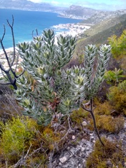 Xiphotheca fruticosa