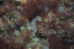 Clavelinidae