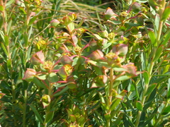 Euphorbia genistoides