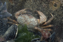 Nectocarcinus integrifrons