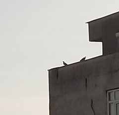 Columba livia domestica
