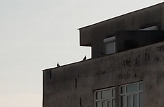 Columba livia domestica