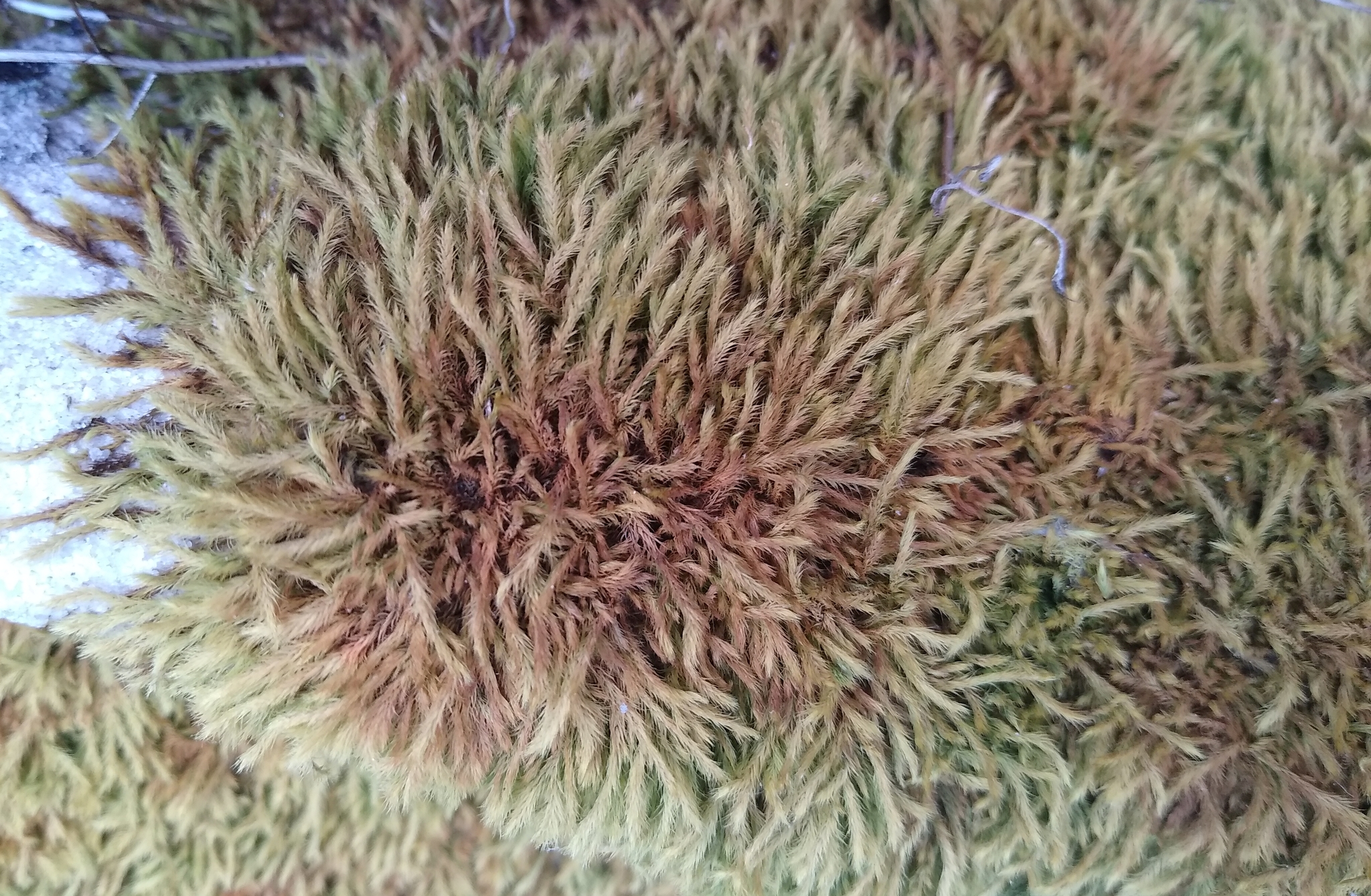 Philonotis falcata