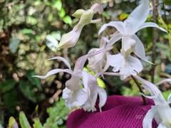 Calanthe arisanensis