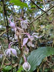 Calanthe arisanensis
