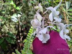 Calanthe arisanensis