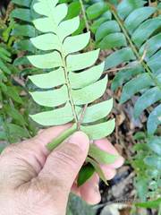 Polystichum lepidocaulon