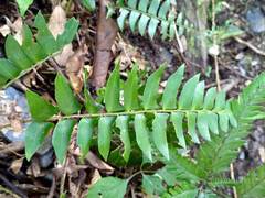 Polystichum lepidocaulon