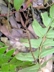 Polystichum lepidocaulon