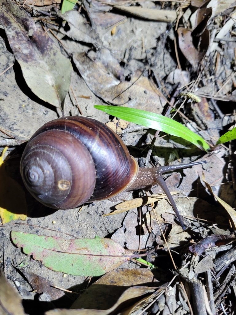 Fraser s Banded Snail From Nerang QLD 4211 Australia On February 5 fraser-s-banded-snail-from-nerang-qld-4211-australia-on-february-5