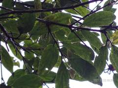 Viburnum taitoense