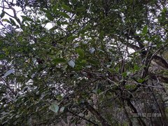 Viburnum taitoense
