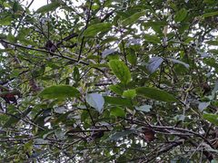 Viburnum taitoense