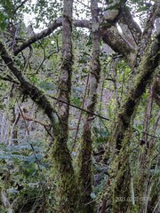 Viburnum taitoense