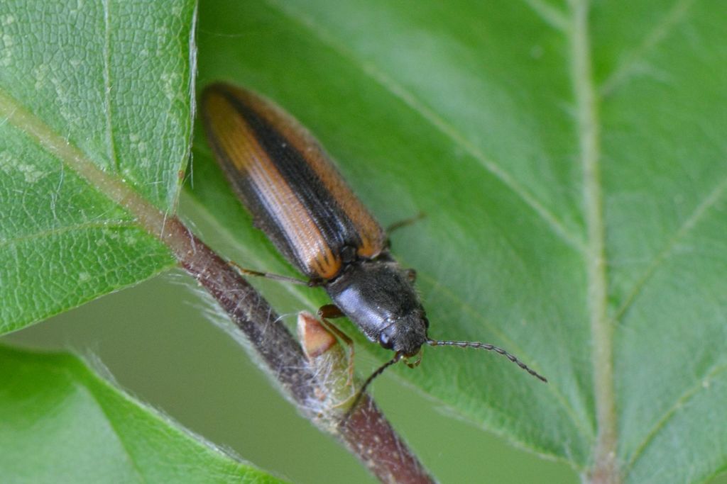 Athous puncticollis