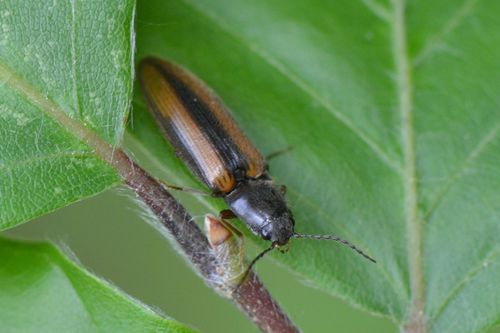 Athous puncticollis