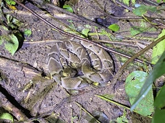 Bothrops moojeni