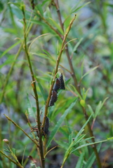 Nymphalis xanthomelas