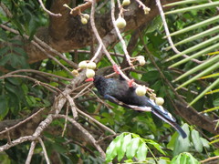 Phoeniculus purpureus marwitzi