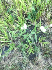 Hyptis lappacea