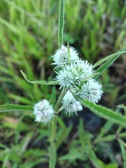 Hyptis lappacea
