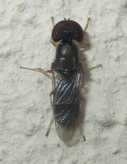Cephalochrysa calopa
