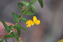 Podolobium aciculiferum