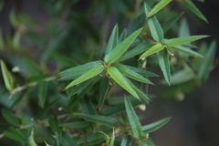 Podolobium aciculiferum