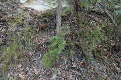 Podolobium aciculiferum