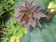 Eucomis regia