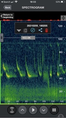 Pipistrellus abramus