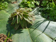 Eucomis regia