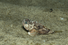 Maxillicosta scabriceps