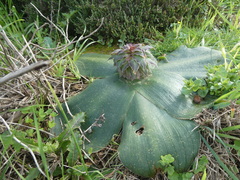 Eucomis regia